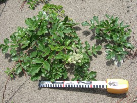海岸の植物2